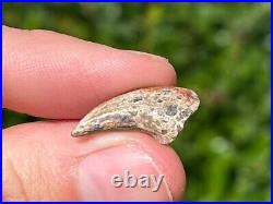 NICE Theropod Dinosaur Claw Fossil from Niger Dino Bones Kryptops Eocarcharia