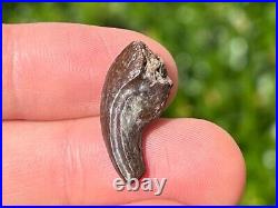 NICE Theropod Dinosaur Claw Fossil from Niger Dino Bones Kryptops Eocarcharia