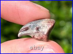 NICE Theropod Dinosaur Claw Fossil from Niger Dino Bones Kryptops Eocarcharia