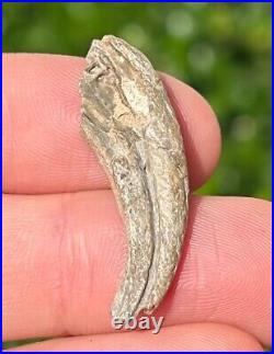 NICE Theropod Dinosaur Claw Fossil from Niger Dino Bones Kryptops Eocarcharia