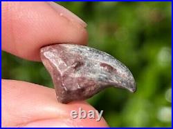 NICE Theropod Dinosaur Claw Fossil from Niger Dino Bones Kryptops Eocarcharia