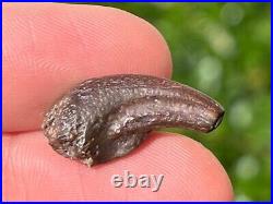 NICE Theropod Dinosaur Claw Fossil from Niger Dino Bones Kryptops Eocarcharia