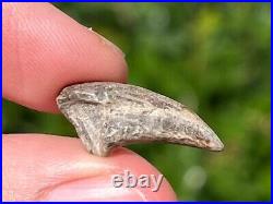 NICE Theropod Dinosaur Claw Fossil from Niger Dino Bones Kryptops Eocarcharia