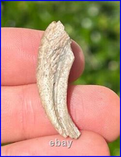 NICE Theropod Dinosaur Claw Fossil from Niger Dino Bones Kryptops Eocarcharia