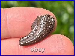 NICE Theropod Dinosaur Claw Fossil from Niger Dino Bones Kryptops Eocarcharia