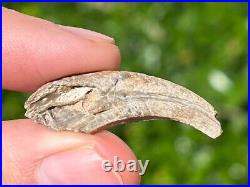 NICE Theropod Dinosaur Claw Fossil from Niger Dino Bones Kryptops Eocarcharia