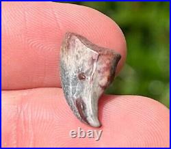 NICE Theropod Dinosaur Claw Fossil from Niger Dino Bones Kryptops Eocarcharia