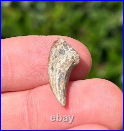 NICE Theropod Dinosaur Claw Fossil from Niger Dino Bones Kryptops Eocarcharia