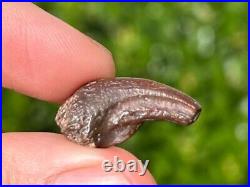 NICE Theropod Dinosaur Claw Fossil from Niger Dino Bones Kryptops Eocarcharia