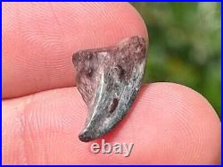 NICE Theropod Dinosaur Claw Fossil from Niger Dino Bones Kryptops Eocarcharia