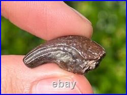 NICE Theropod Dinosaur Claw Fossil from Niger Dino Bones Kryptops Eocarcharia