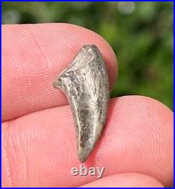 NICE Theropod Dinosaur Claw Fossil from Niger Dino Bones Kryptops Eocarcharia