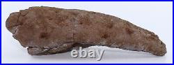 Nice Shape Triceratops Juvenile Brow Horn 8.7 Lance Creek Wyoming WY COA 6421