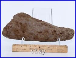 Nice Shape Triceratops Juvenile Brow Horn 8.7 Lance Creek Wyoming WY COA 6421