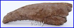 Nice Shape Triceratops Juvenile Brow Horn 8.7 Lance Creek Wyoming WY COA 6421