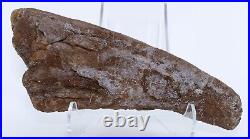 Nice Shape Triceratops Juvenile Brow Horn 8.7 Lance Creek Wyoming WY COA 6421