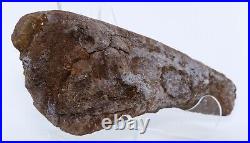 Nice Shape Triceratops Juvenile Brow Horn 8.7 Lance Creek Wyoming WY COA 6421