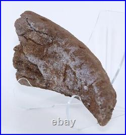 Nice Shape Triceratops Juvenile Brow Horn 8.7 Lance Creek Wyoming WY COA 6421