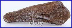 Nice Shape Triceratops Juvenile Brow Horn 8.7 Lance Creek Wyoming WY COA 6421