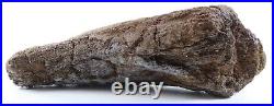 Nice Shape Triceratops Juvenile Brow Horn 8.7 Lance Creek Wyoming WY COA 6421