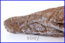 Nice Shape Triceratops Juvenile Brow Horn 8.7 Lance Creek Wyoming WY COA 6421