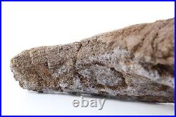 Nice Shape Triceratops Juvenile Brow Horn 8.7 Lance Creek Wyoming WY COA 6421