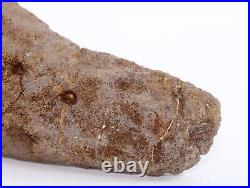 Nice Shape Triceratops Juvenile Brow Horn 8.7 Lance Creek Wyoming WY COA 6421