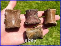 Niger Fossil Dinosaur Vertebrae LOT Bone Sarcosuchus Kryptops Eocarcharia Rare