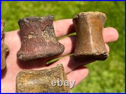 Niger Fossil Dinosaur Vertebrae LOT Bone Sarcosuchus Kryptops Eocarcharia Rare