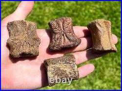 Niger Fossil Dinosaur Vertebrae LOT Bone Sarcosuchus Kryptops Eocarcharia Rare