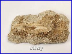 Odontopteryx Toothed Bird Bone Fossil Ouled Abdoun Basin Oued Zem, Morocco