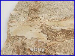 Odontopteryx Toothed Bird Bone Fossil Ouled Abdoun Basin Oued Zem, Morocco