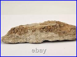 Odontopteryx Toothed Bird Bone Fossil Ouled Abdoun Basin Oued Zem, Morocco