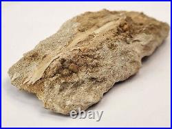 Odontopteryx Toothed Bird Bone Fossil Ouled Abdoun Basin Oued Zem, Morocco