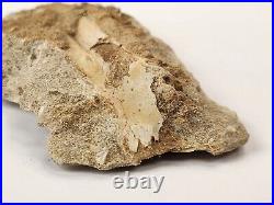 Odontopteryx Toothed Bird Bone Fossil Ouled Abdoun Basin Oued Zem, Morocco