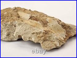 Odontopteryx Toothed Bird Bone Fossil Ouled Abdoun Basin Oued Zem, Morocco