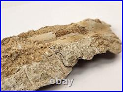 Odontopteryx Toothed Bird Bone Fossil Ouled Abdoun Basin Oued Zem, Morocco