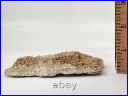 Odontopteryx Toothed Bird Bone Fossil Ouled Abdoun Basin Oued Zem, Morocco