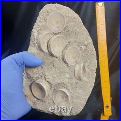 Original Large shark vertebrae fossilized plate 7 Otodus bones mega Fossil