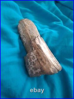 Petrified bone over 250000 years old