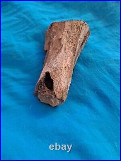 Petrified bone over 250000 years old