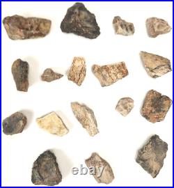 Phytosaur Scute and Bone Fossils (17) Triassic Likely Chinle Fm. Likely AZ