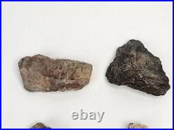 Phytosaur Scute and Bone Fossils (17) Triassic Likely Chinle Fm. Likely AZ