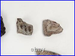 Phytosaur Scute and Bone Fossils (17) Triassic Likely Chinle Fm. Likely AZ