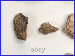 Phytosaur Scute and Bone Fossils (17) Triassic Likely Chinle Fm. Likely AZ