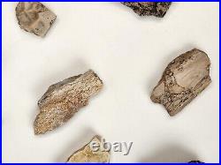 Phytosaur Scute and Bone Fossils (17) Triassic Likely Chinle Fm. Likely AZ