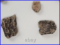 Phytosaur Scute and Bone Fossils (17) Triassic Likely Chinle Fm. Likely AZ