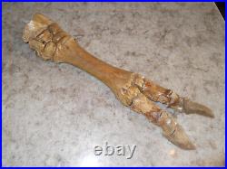 Pleistocene Fossil Camel Foot Bone Wyoming