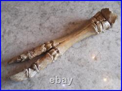 Pleistocene Fossil Camel Foot Bone Wyoming