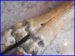 Pleistocene Fossil Camel Foot Bone Wyoming